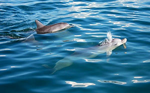 Australian Humpback dolphin and Bottlenose dolphin. 