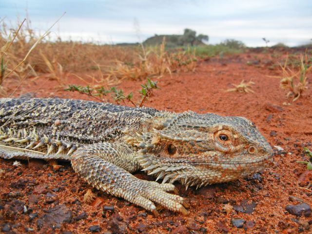 Take time to stop and meet the locals, like this central bearded dragon!