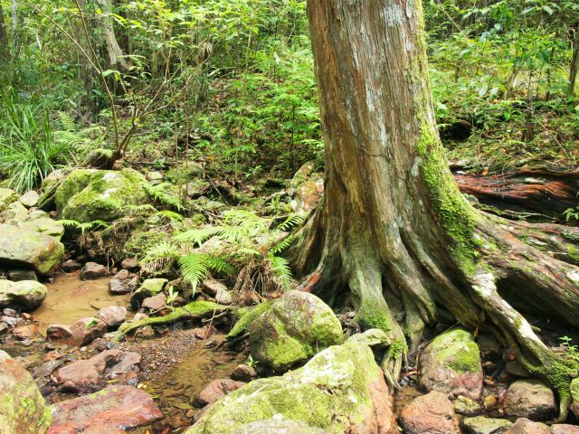Explore the rainforest-lined creek on the Amama walk.