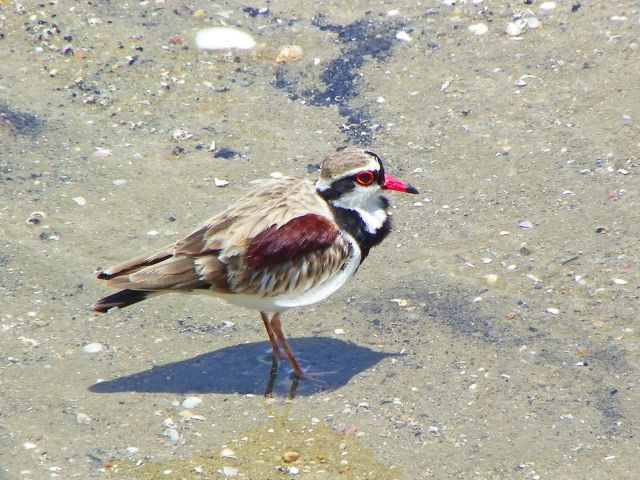Look for black-fronted dotterels from the bird hide in Burrum Coast National Park.