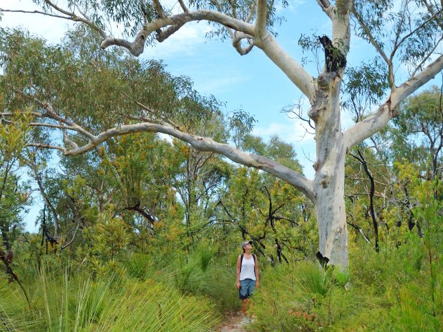 Meander through woodlands of paperbarks, scribbly gums and pink bloodwood trees along this walk.