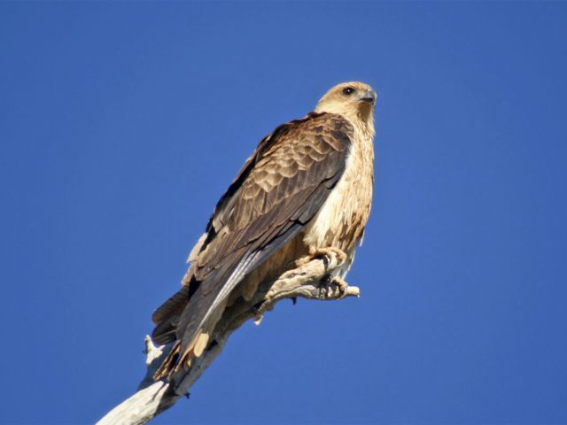 Spot the many birds that live and nest in the trees around the waterhole.