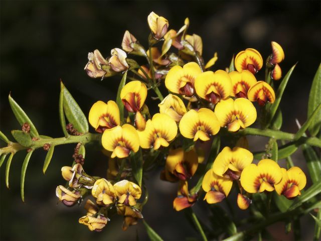 Wildflowers provide splashes of colour in Beerburrum and Beerwah state forests.