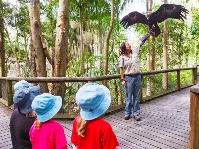 A ranger introducing some young students to a magnificent wedge-tailed eagle.