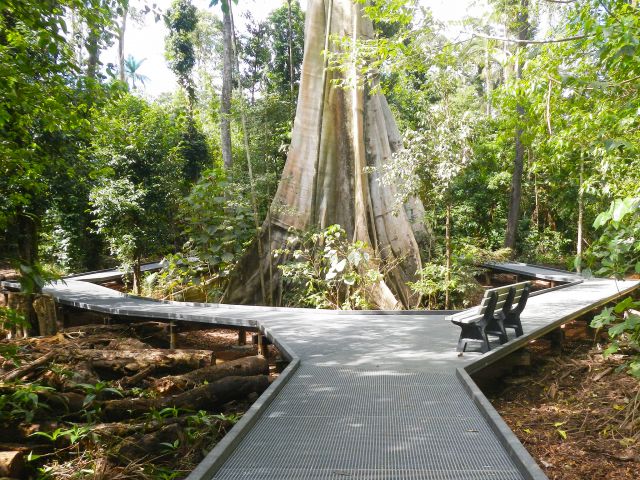A magnificent white fig, commonly known as the Broadwater fig, is the feature of the Rainforest walk.