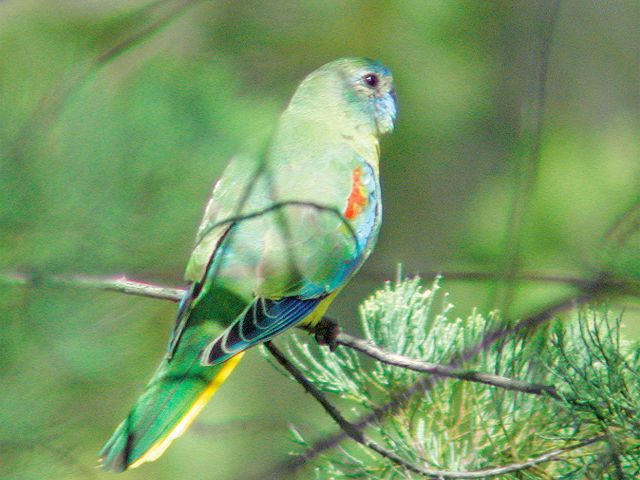 Look for turquoise parrots on the open flats along the Western circuit.