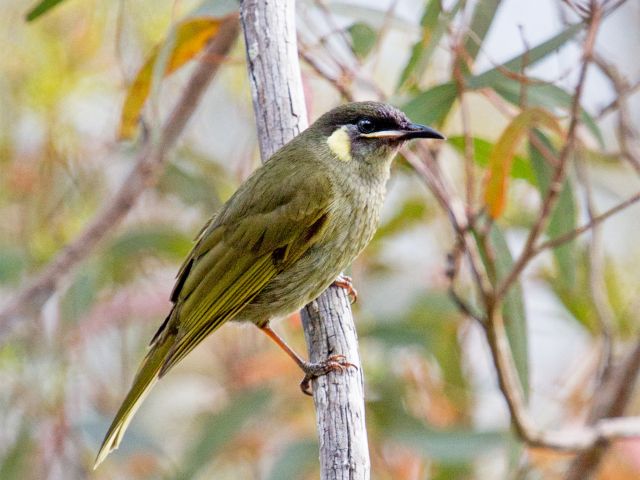 Look for birds, like Lewin’s honeyeaters, along the Paradise to Westcott track.