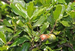 Bauple nut <em>Macadamia integrifolia</em> grows here in one of its largest remaining natural habitats.