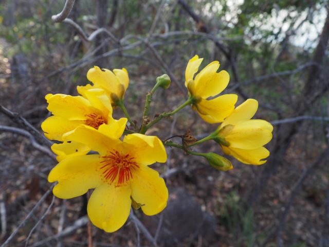 The distinctive flower of the Kapok Cochlospermum gillivaei is stark contrast to the leafless tree during the dry season. 