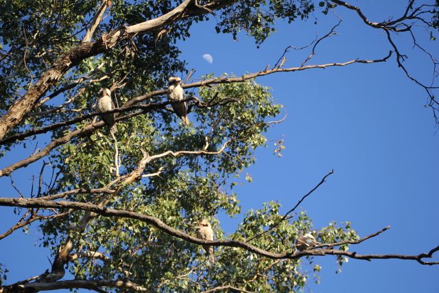 Photo of kookaburras in a tree