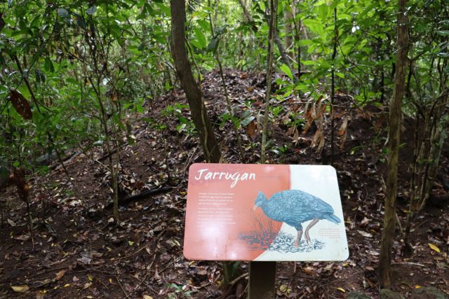 Learn about the culture of the Girramay people from signs along the track.