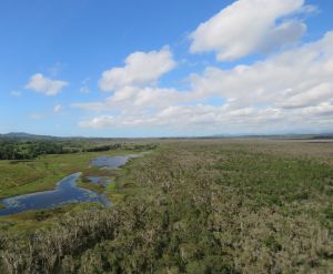 Central Eubenangee Swamp.