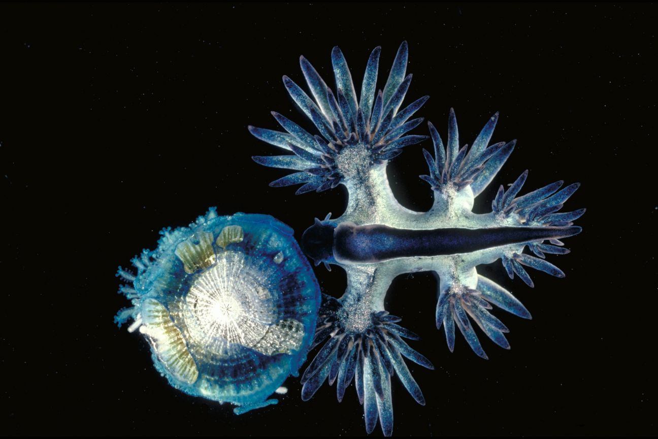 A blue and white nudibranch with long primary and secondary cetera closing in on a jellyfish.