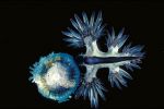 A blue and white nudibranch with long primary and secondary cetera closing in on a jellyfish.