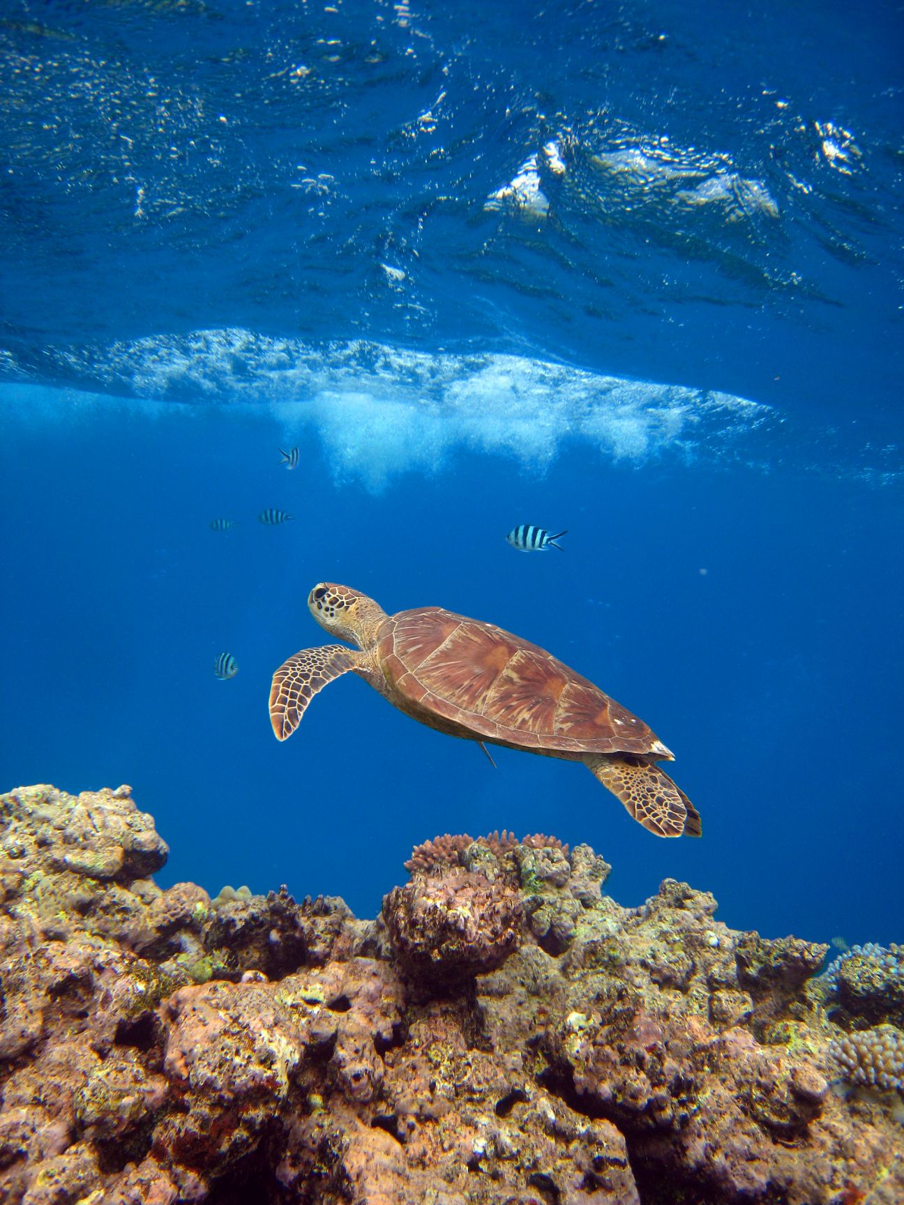 A green turtle swimming up towards the surface, visible in the top of the image. Coral reef shows below it, and a few different fish are scattered in the background. 