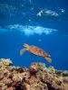A green turtle swimming up towards the surface, visible in the top of the image. Coral reef shows below it, and a few different fish are scattered in the background. 
