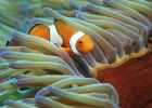 A single orange, white and black clownfish hiding amongst purple and white anemone tentacles, the water gives everything a green tinge.
