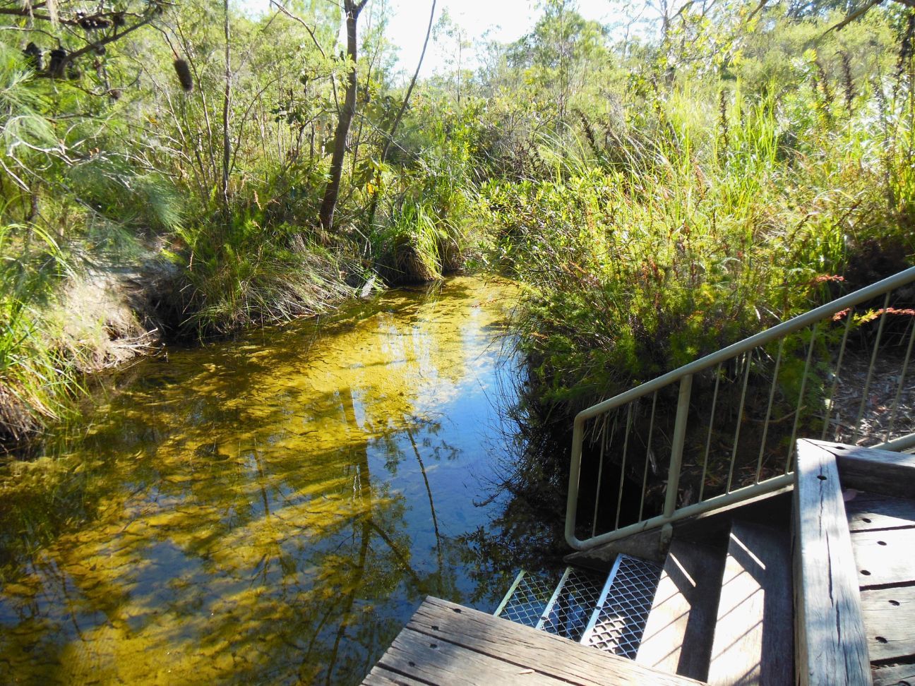 Photo of boardwalk meeting Searys Creek.