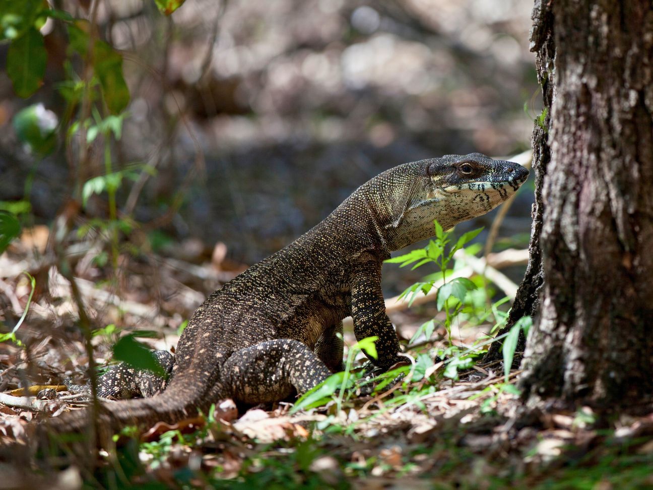 Photo of a lace monitor lizard at the base of a tree