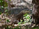 Photo of a lace monitor lizard at the base of a tree