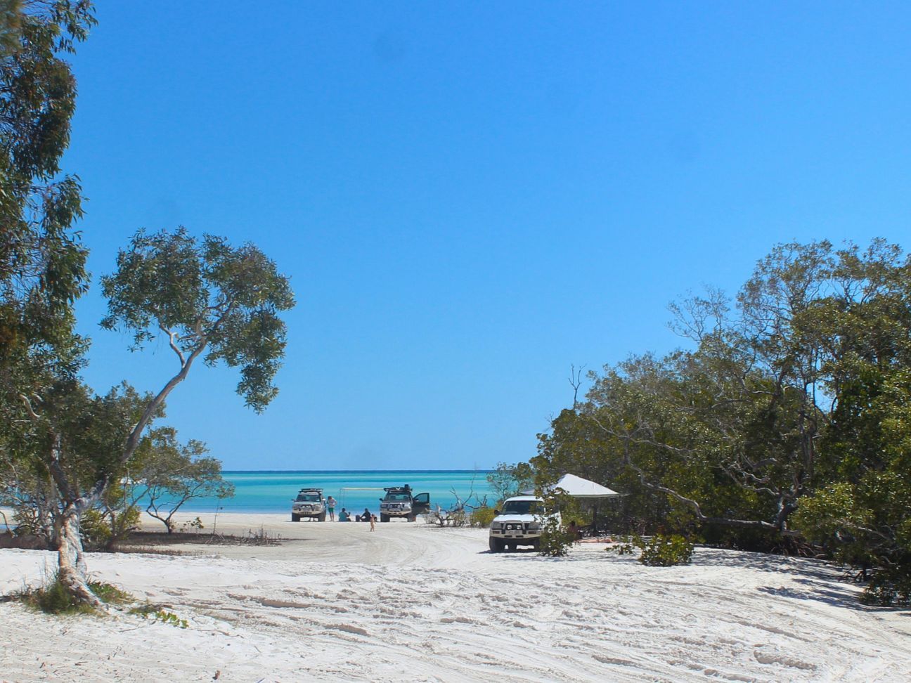 Photo of tree-lined beach with 4WDs parked