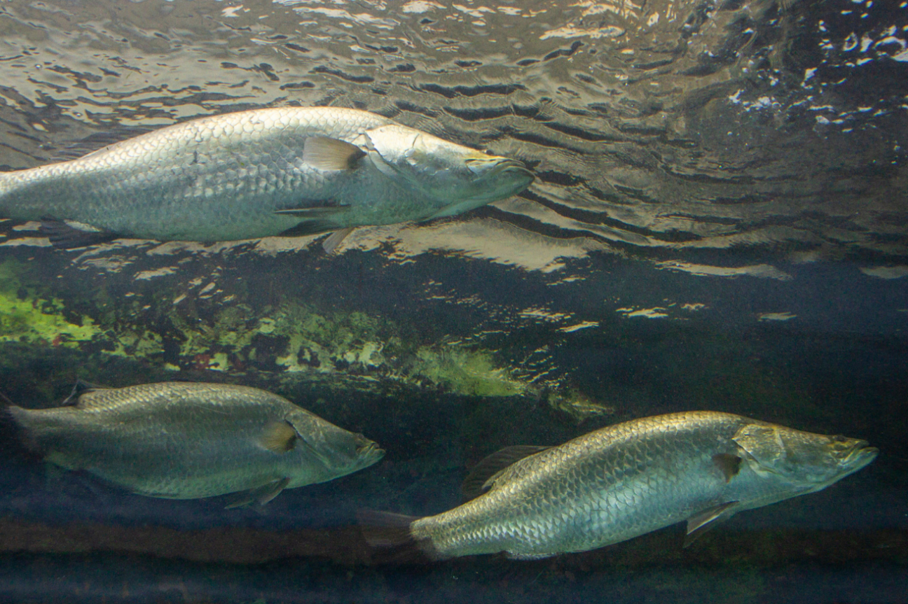 Photo of 3 barramundi swimming, their dorsal fins pressed against their bodies while their second dorsal fins are visible