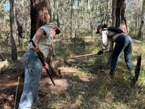 Photo of two Rangers rake hoeing around the base of a tree within a national park to form a circle barrier of cleared area.