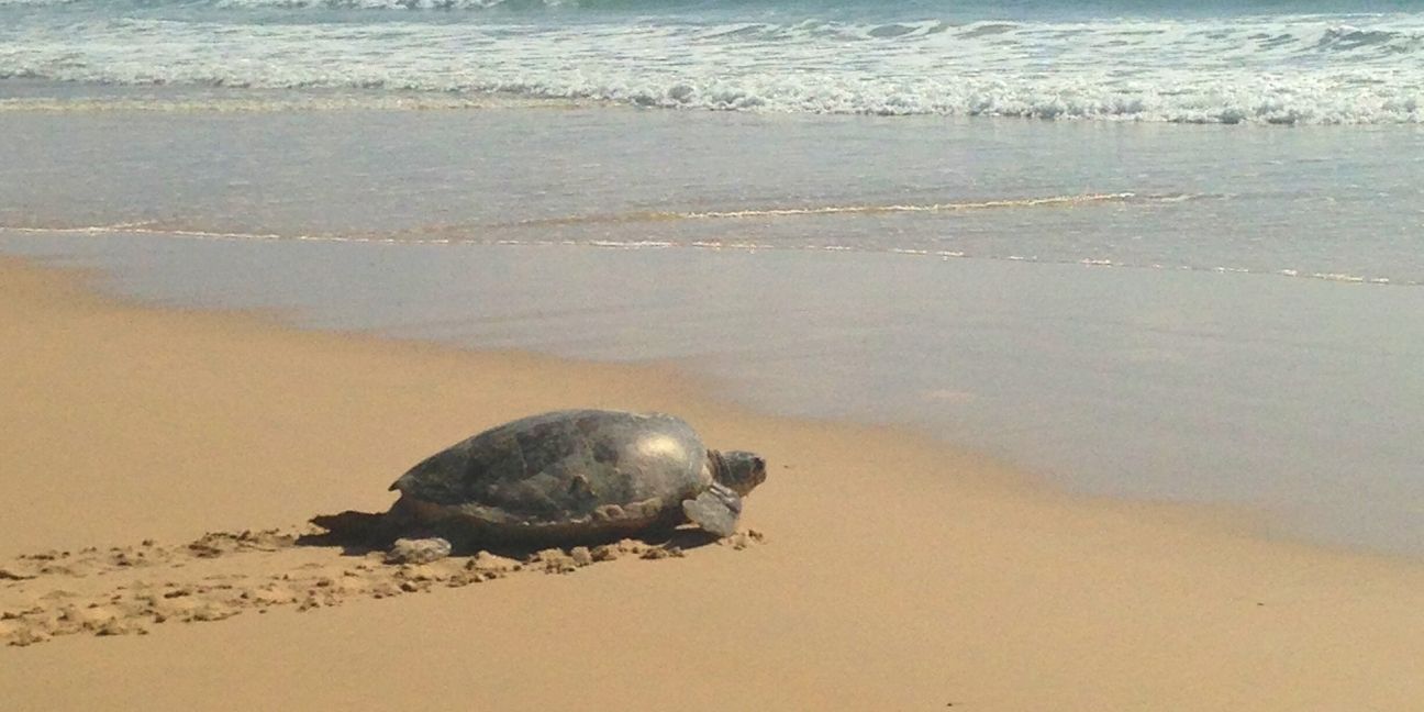 Female green turtle crossing the beach and making her way back into the ocean.