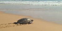 Female green turtle crossing the beach and making her way back into the ocean.