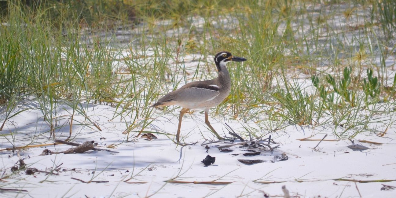 A beach stone-curlew standing on a vegetated sand dune.