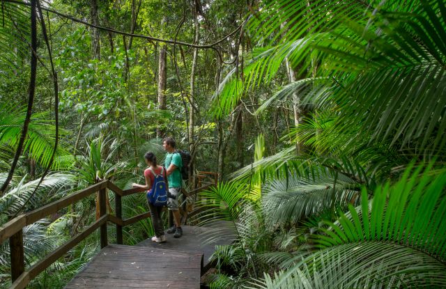 Photo of Djina-Wu, which is an easy walk through spectacular rainforest