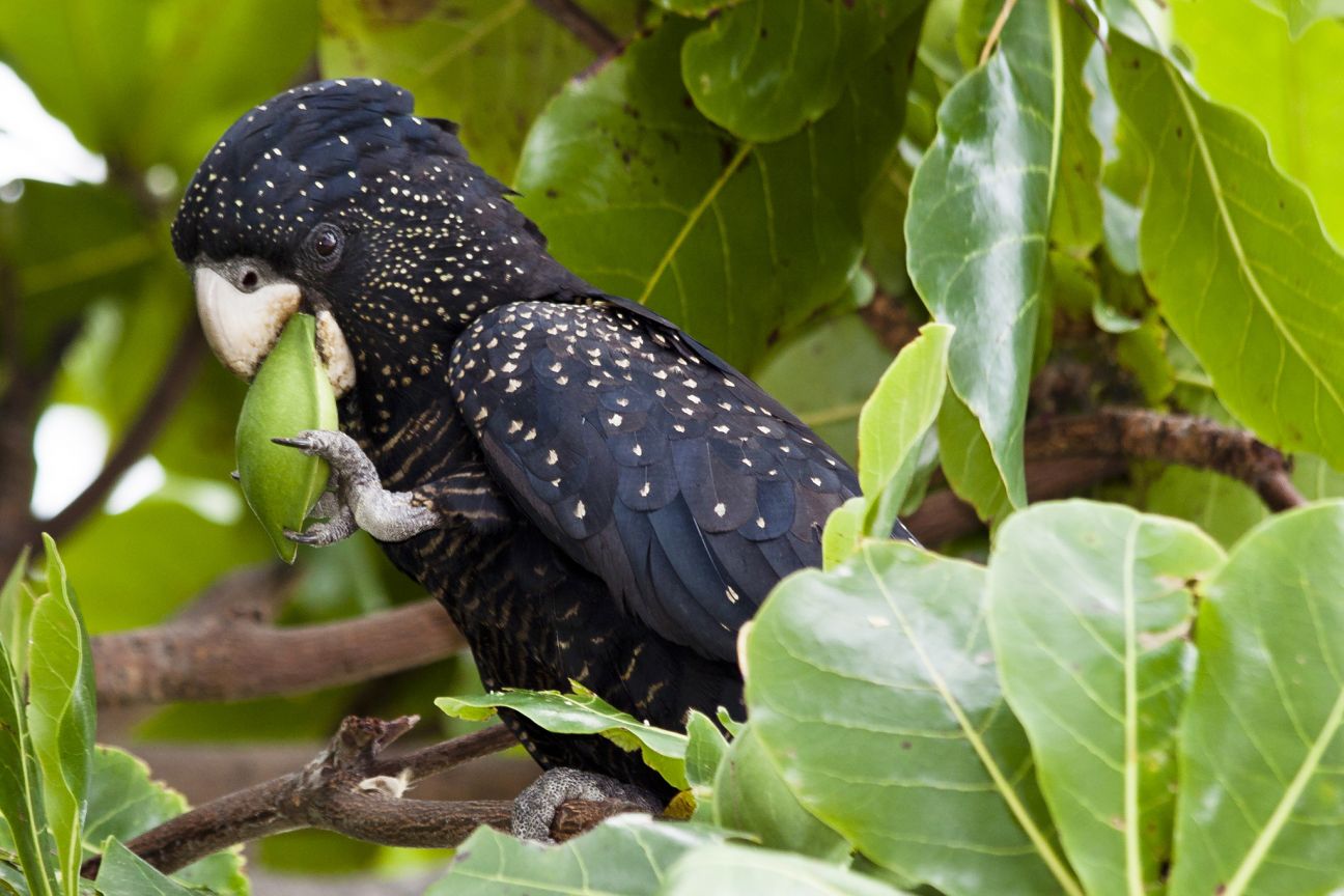 Large black bird in tree holding beach almond nut in claw eating it. 