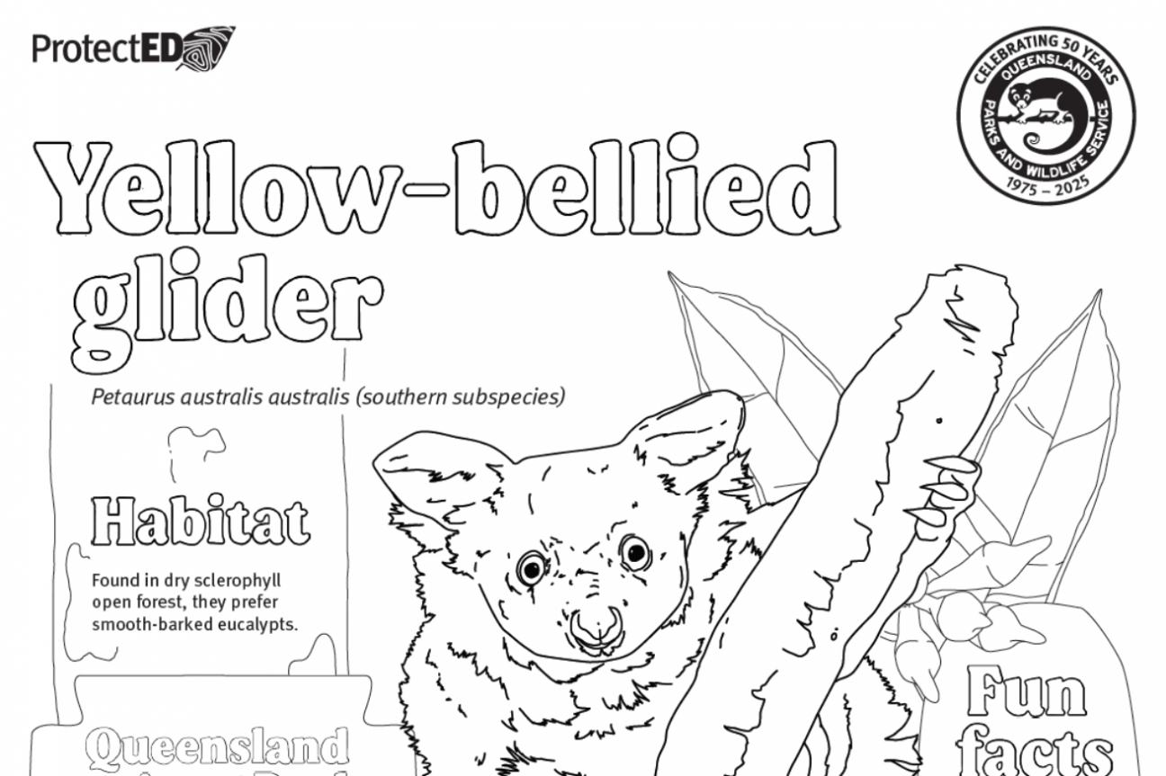 yellowbelly glider colouring in page