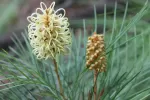 Coochin Hills Grevillea