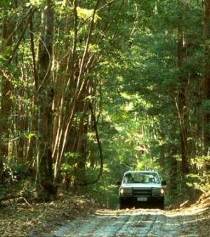 Explore the wonders of K'gari on a scenic drive.