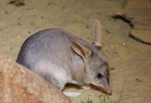 Visit the Bilbies on the Gold Coast. They are a long way from their hot, dry grasslands of outback Queensland.