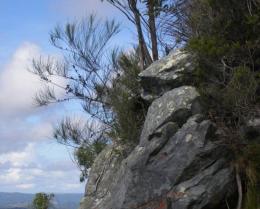 Allocasuarina rigida subsp. exsul is found only on Mount Cooroora. 