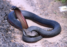 Red-bellied black snake. 