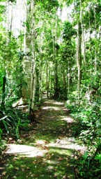 Image of a walking track through Lake Eacham. Take plenty of drinking water when walking. 