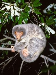 Spotlight for the shy common spotted cuscus (Ampuyu).