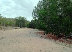 The upper section of the North Palmer River camping area. 
