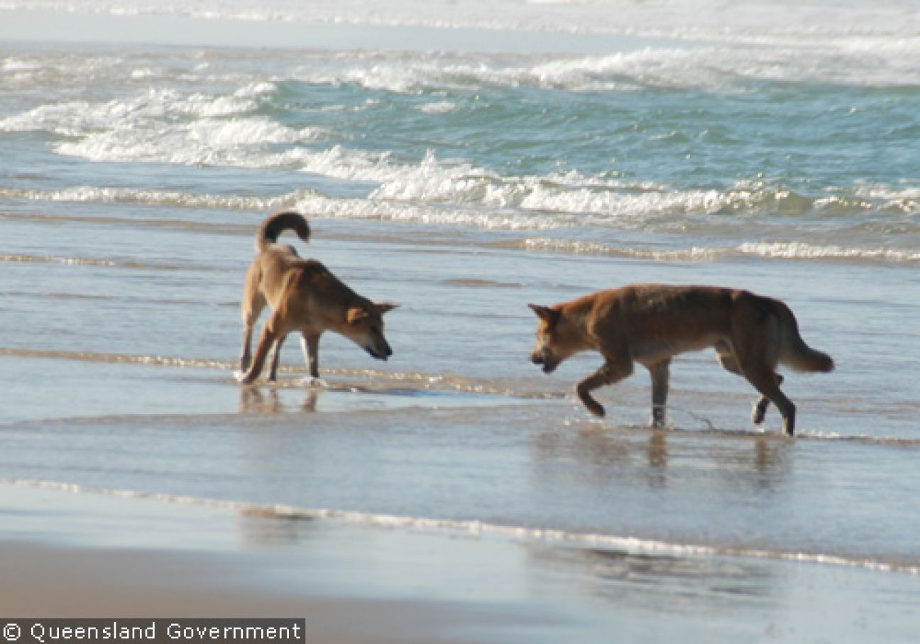 Fraser Island Dingoes