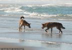 Fraser Island Dingoes