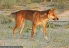 Fraser Island Dingoes