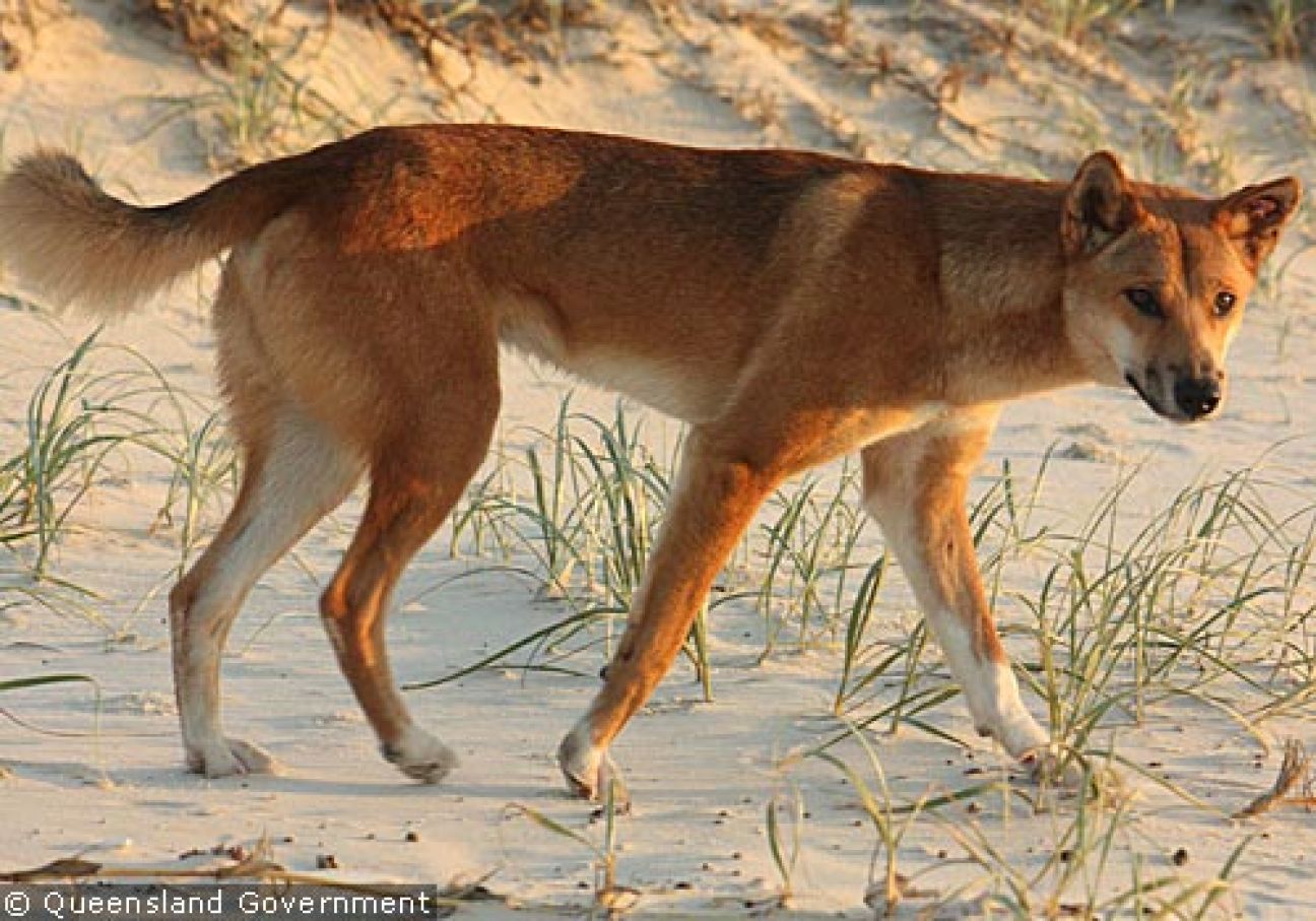Fraser Island Dingoes