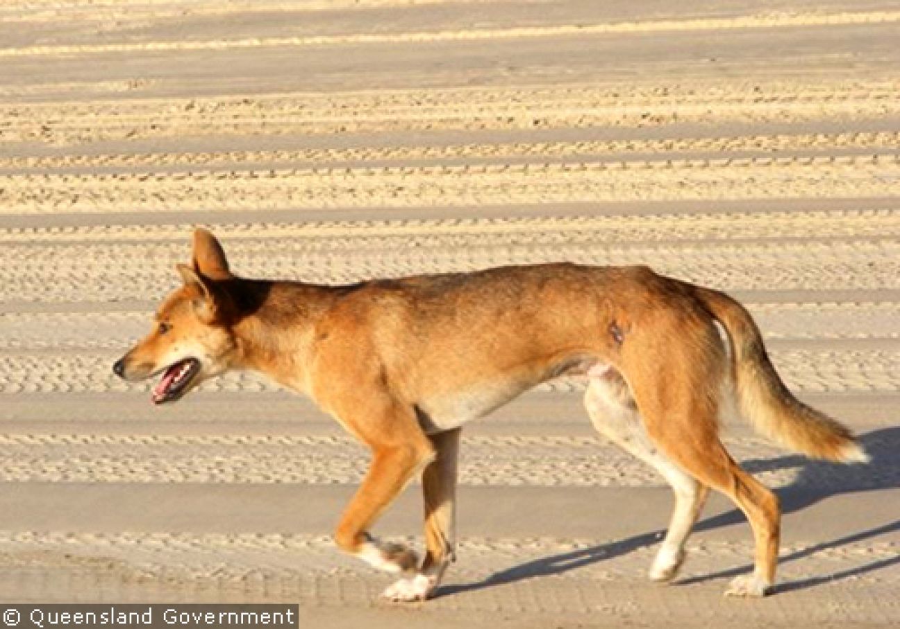 Fraser Island Dingoes