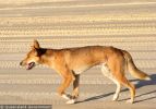Fraser Island Dingoes
