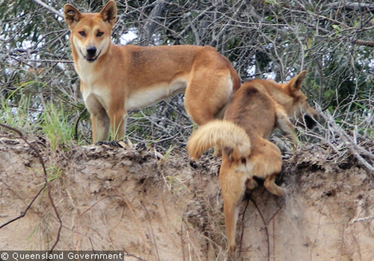 Fraser Island Dingoes
