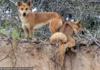 Fraser Island Dingoes