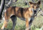 Fraser Island Dingoes